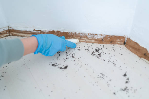 Best Real Estate Pest Inspections  in Wolcottville, IN